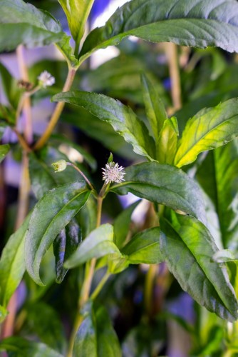 COLOR CRYSTAL Urban Alchemy